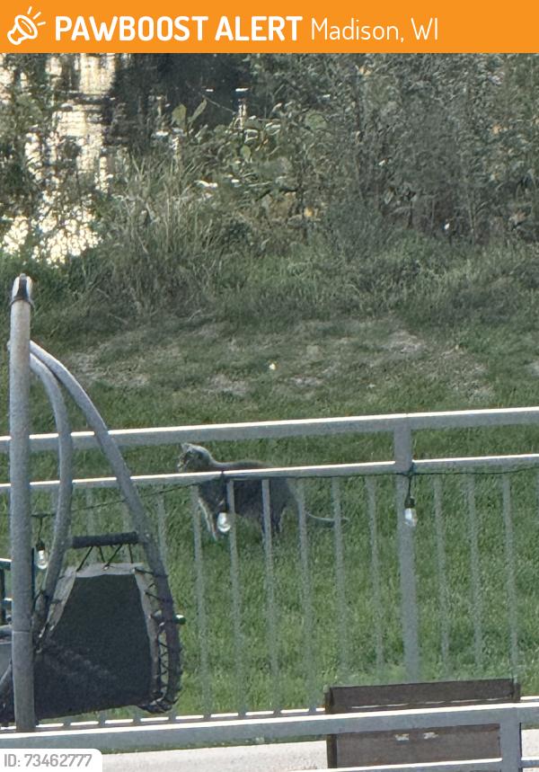 Found/Stray Unknown Cat last seen Junction rd, by bergamont massage, Madison, WI 53717