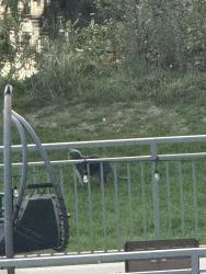 Found/Stray Unknown Cat last seen Junction rd, by bergamont massage, Madison, WI 53717