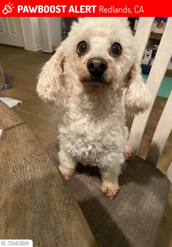 Lost Female Dog last seen Near Shannon Avenue, Redlands, CA 92374, Redlands, CA 92374
