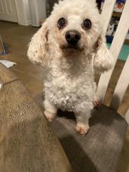 Lost Female Dog last seen Near Shannon Avenue, Redlands, CA 92374, Redlands, CA 92374