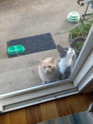 Found/Stray Female Cat last seen Yale and Buckley, Aurora, CO 80013