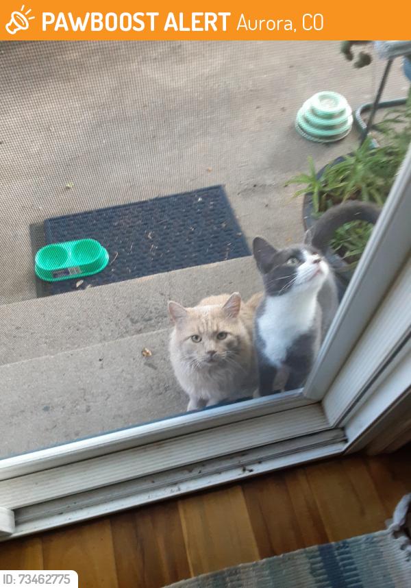 Found/Stray Female Cat last seen Yale and Buckley, Aurora, CO 80013