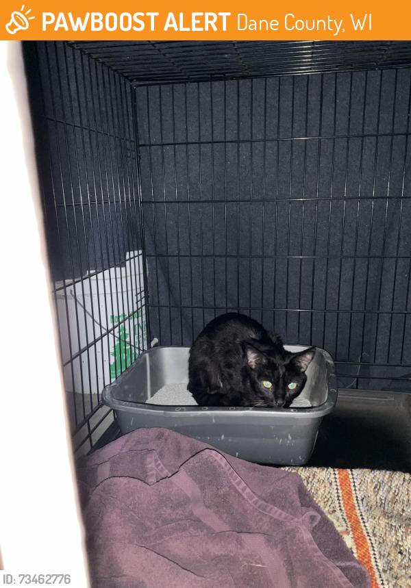 Found/Stray Unknown Cat last seen Mile Road and Castleton xing, Dane County, WI 53590