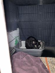 Found/Stray Unknown Cat last seen Mile Road and Castleton xing, Dane County, WI 53590