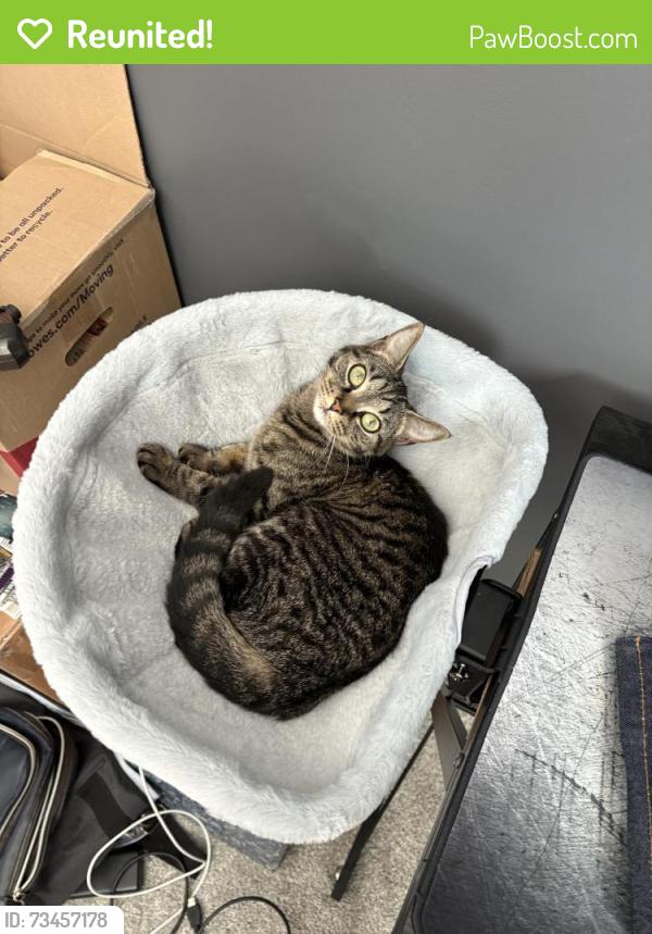 Reunited Female Cat last seen Timbergate ln, High Point, NC 27265