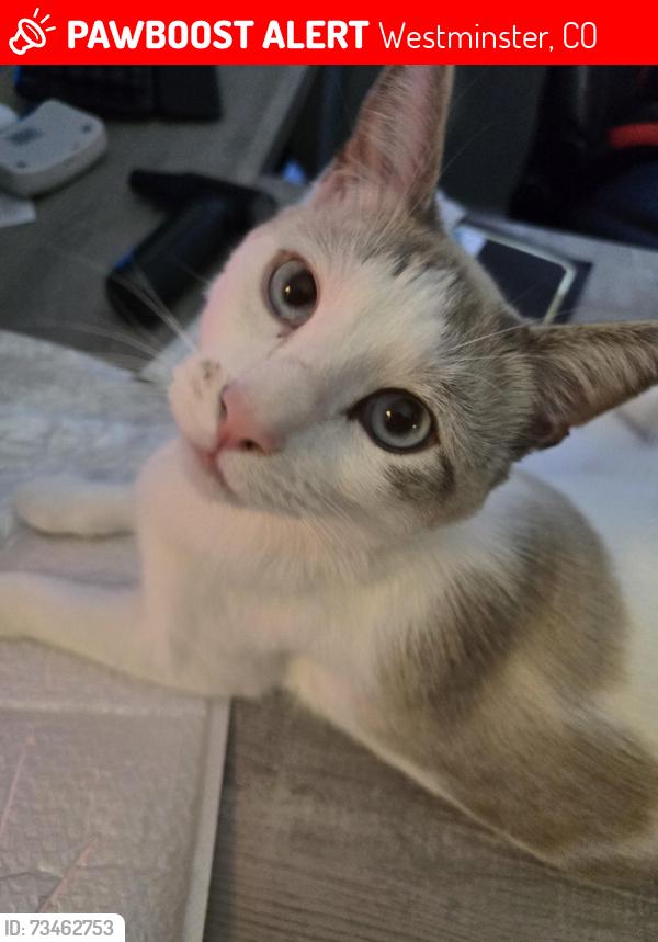 Lost Male Cat last seen Osage and 134th pl, Westminster, CO 80234