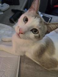 Lost Male Cat last seen Osage and 134th pl, Westminster, CO 80234