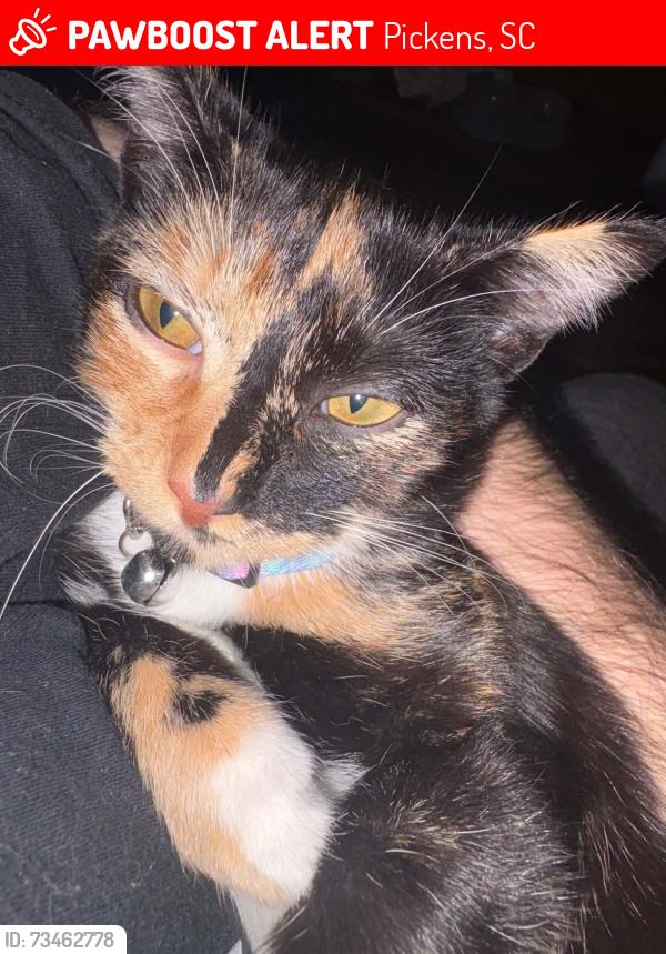 Lost Female Cat last seen Near John st Pickens sc, Pickens, SC 29671