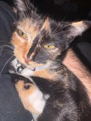 Lost Female Cat last seen Near John st Pickens sc, Pickens, SC 29671