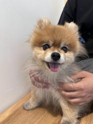 Reunited Male Dog last seen Spring valley La Bonita supermarket, Las Vegas, NV 89147