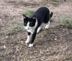 Found/Stray Unknown Cat last seen 21st Street Santa Monica between Ocean Park Blvd and Pearl Street, Santa Monica, CA 90405