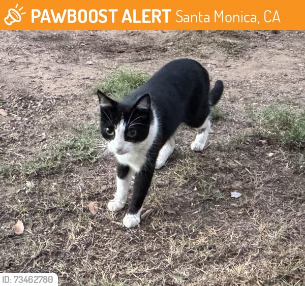 Found/Stray Unknown Cat last seen 21st Street Santa Monica between Ocean Park Blvd and Pearl Street, Santa Monica, CA 90405