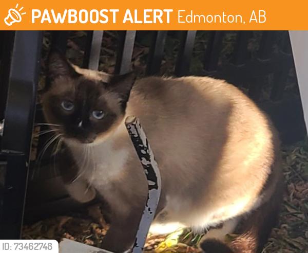 Found/Stray Unknown Cat last seen Near St and 83 Ave Idylwyle, Edmonton, AB T6C 1A6