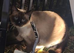 Found/Stray Unknown Cat last seen Near St and 83 Ave Idylwyle, Edmonton, AB T6C 1A6