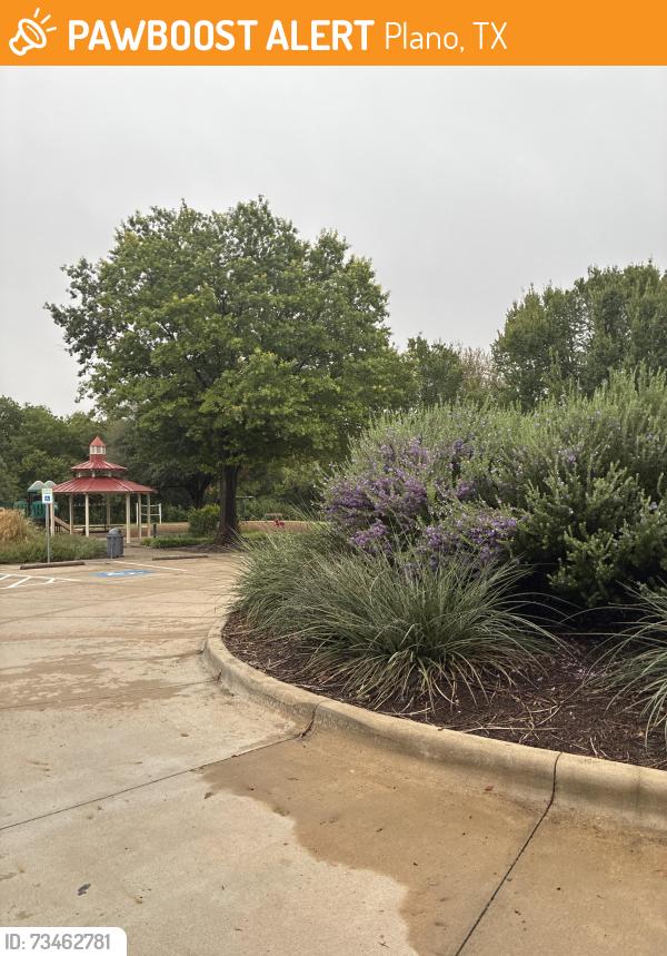 Found/Stray Male Cat last seen By the pond/playground, Plano, TX 75025