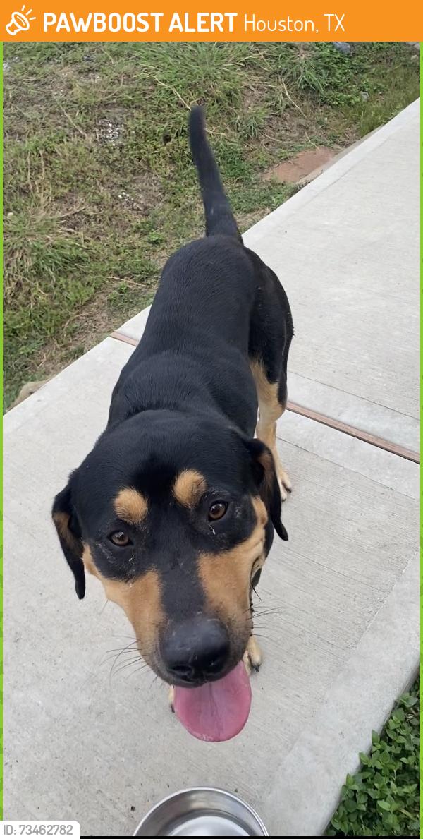 Found/Stray Male Dog last seen Kewanee street, Houston, TX 77051