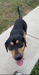 Found/Stray Male Dog last seen Kewanee street, Houston, TX 77051