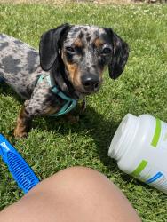 Reunited Female Dog last seen Burton and 103rd, Vancouver, WA 98662
