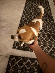 Found/Stray Male Dog last seen Tarleton plantation, Fayetteville, NC 28306
