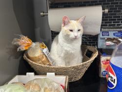Lost Female Cat last seen Peekskill hollow turnpike, Putnam Valley, NY 10579