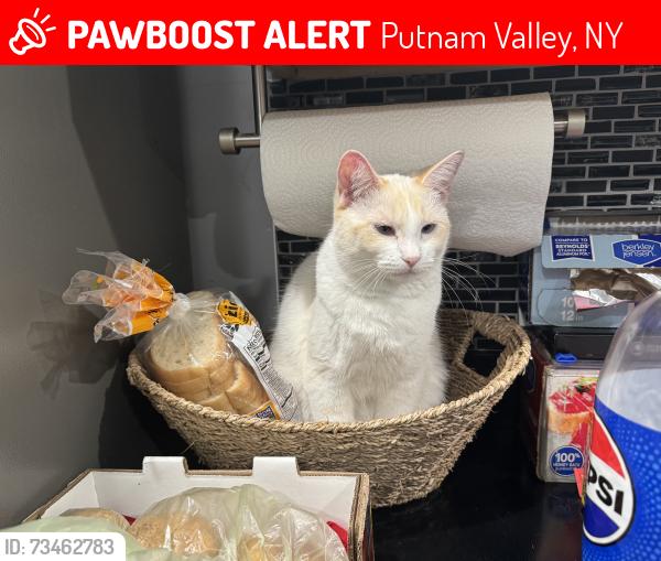 Lost Female Cat last seen Peekskill hollow turnpike, Putnam Valley, NY 10579