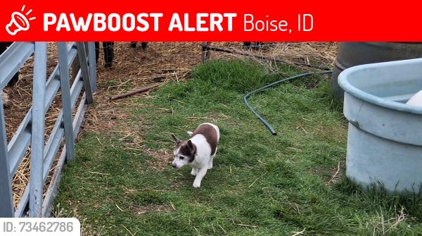 Lost Male Dog last seen Highland Street and Lincoln, Boise, ID 83706