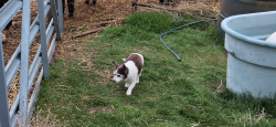 Lost Male Dog last seen Highland Street and Lincoln, Boise, ID 83706