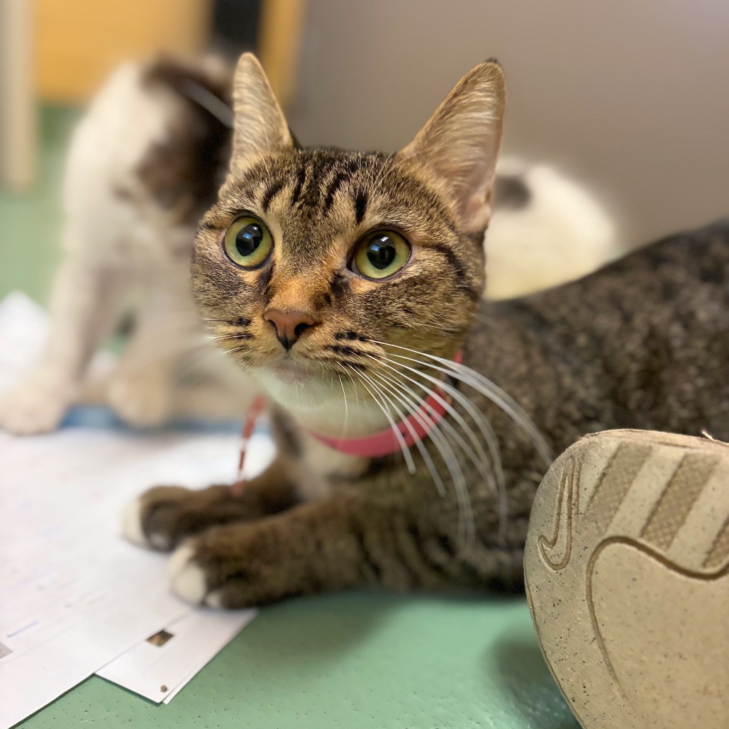 Shelter Stray Female Cat last seen , 2350 Appling City Cove, Memphis, TN 38133, USA