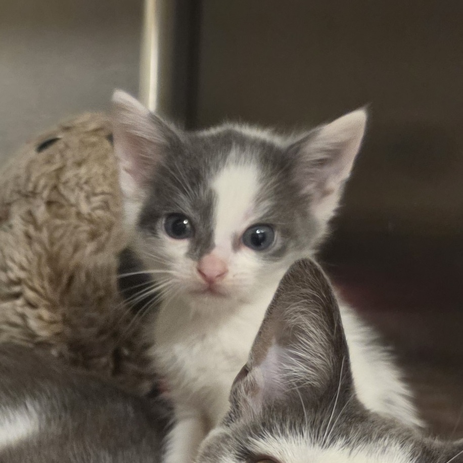 Shelter Stray Unknown Cat last seen , 825 W Jefferson St, Tipton, IN 46072, USA