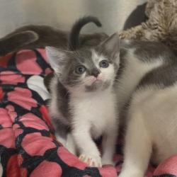 Shelter Stray Unknown Cat last seen , 825 W Jefferson St, Tipton, IN 46072, USA