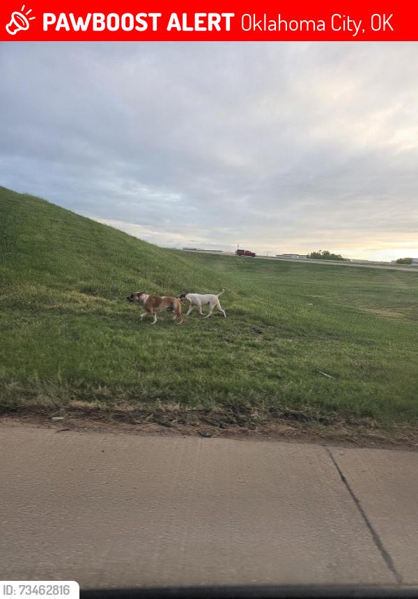 Lost Male Dog last seen Near 40 ramp south yukon, Yukon, OK 73099