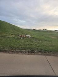 Lost Male Dog last seen Near 40 ramp south yukon, Yukon, OK 73099