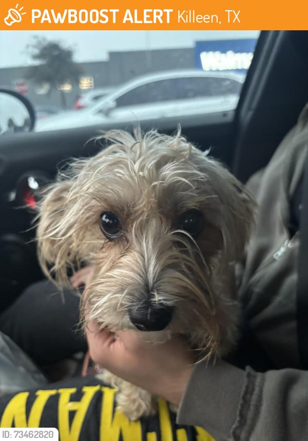 Found/Stray Female Dog last seen Cody Poe Rd Killeen, Killeen, TX 76549