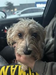 Found/Stray Female Dog last seen Cody Poe Rd Killeen, Killeen, TX 76549