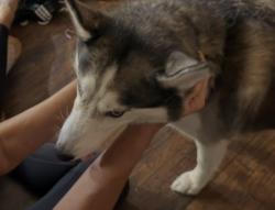 Found/Stray Female Dog last seen Kelson Avenue, Marianna, FL 32446