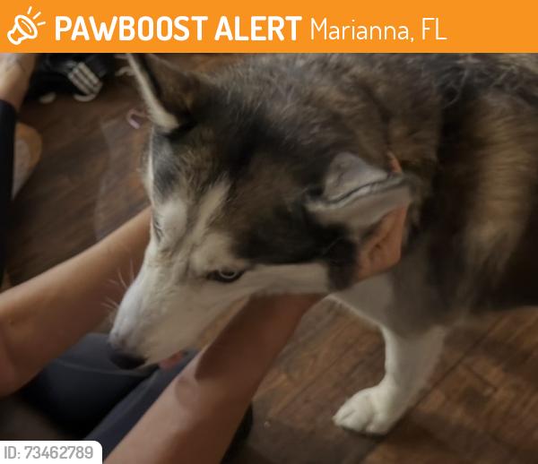 Found/Stray Female Dog last seen Kelson Avenue, Marianna, FL 32446
