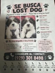 Lost Female Dog last seen Near 57th Rd, Queens, NY 11373