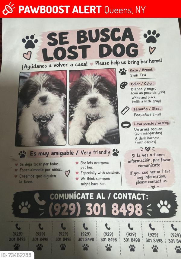 Lost Female Dog last seen Near 57th Rd, Queens, NY 11373