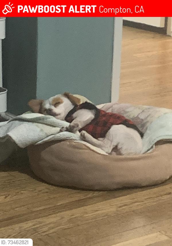 Lost Male Dog last seen Wilmington and 131st, Compton, CA 90220