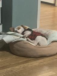 Lost Male Dog last seen Wilmington and 131st, Compton, CA 90220