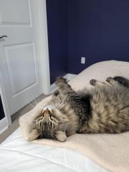 Reunited Female Cat last seen Victoria Hills Dr N & Briarbrook Way, DeLand, FL 32724