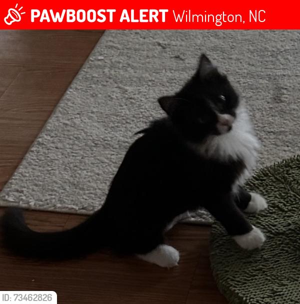 Lost Female Cat last seen 16th, Wilmington, NC 28401