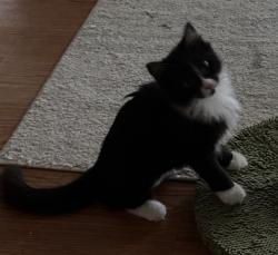 Lost Female Cat last seen 16th, Wilmington, NC 28401