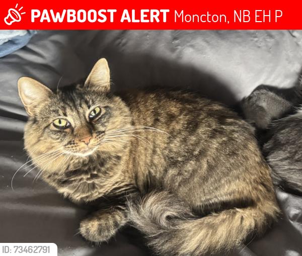 Lost Female Cat last seen Shell truck stop, Moncton, NB E1H 2P4