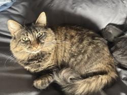 Lost Female Cat last seen Shell truck stop, Moncton, NB E1H 2P4