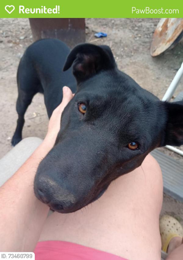 Reunited Male Dog last seen Near FM1361, Somerville, TX 77879
