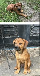 Found/Stray Male Dog last seen Near the old dump access road. Maybe a mile from Lincoln Drive on the gravel part of the road., South Charleston, WV 25064