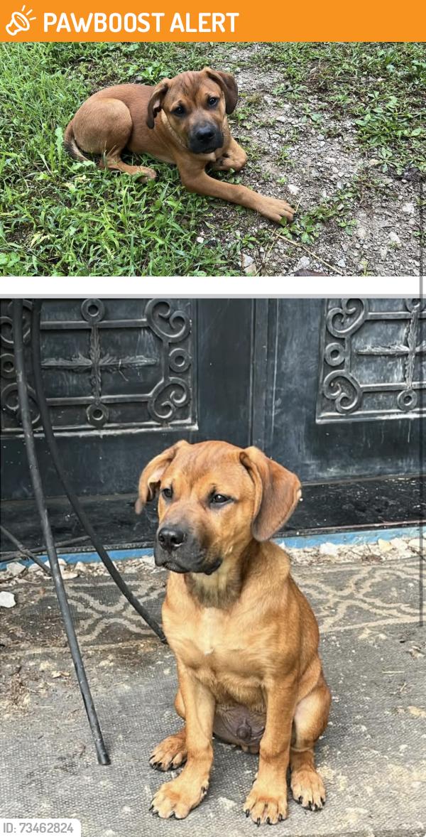 Found/Stray Male Dog last seen Near the old dump access road. Maybe a mile from Lincoln Drive on the gravel part of the road., South Charleston, WV 25064