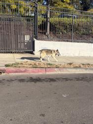 Found/Stray Unknown Dog last seen near salvation Army crossstreet E 28th street, Oakland, CA 94601