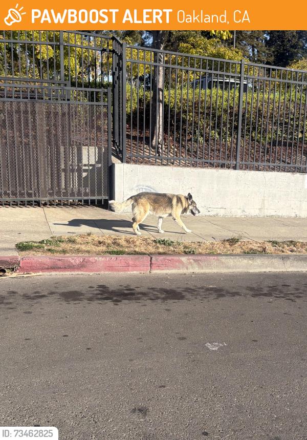 Found/Stray Unknown Dog last seen near salvation Army crossstreet E 28th street, Oakland, CA 94601
